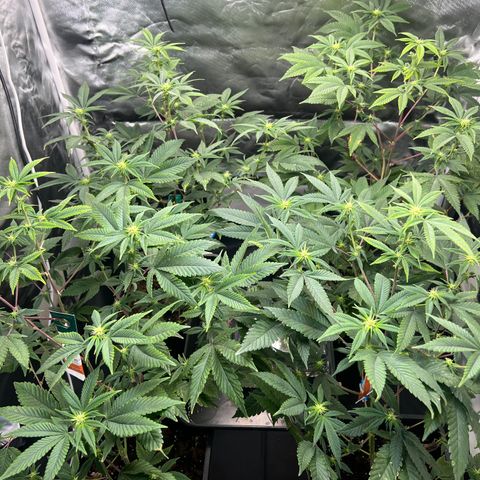 MAC  #1 growlog timeline photo