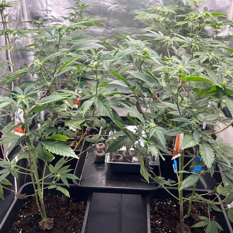 MAC  #1 growlog timeline photo