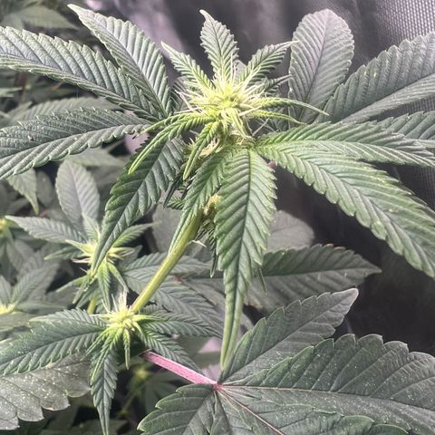 MAC  #1 growlog timeline photo