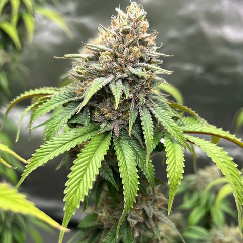Gorilla und dynamite diesel  growlog timeline photo