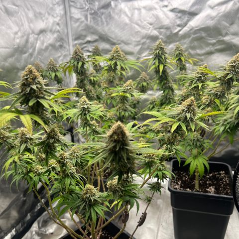 Gorilla und dynamite diesel  growlog timeline photo