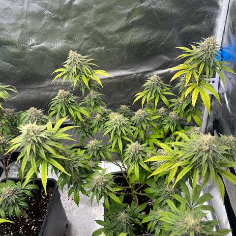 Gorilla und dynamite diesel  growlog timeline photo