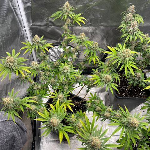 Gorilla und dynamite diesel  growlog timeline photo