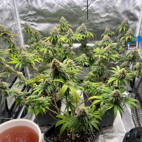 Gorilla und dynamite diesel  growlog timeline photo