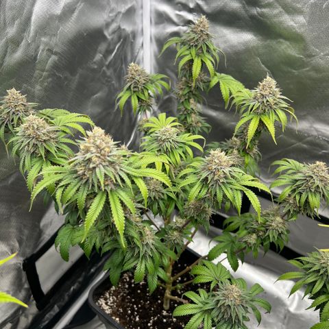 Gorilla und dynamite diesel  growlog timeline photo