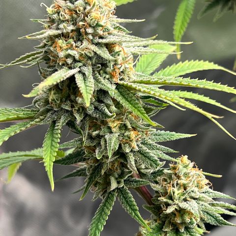 Gorilla und dynamite diesel  growlog timeline photo