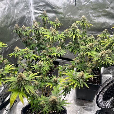 Gorilla und dynamite diesel  growlog timeline photo
