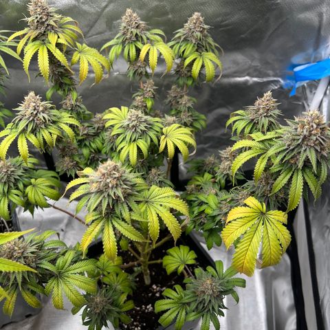 Gorilla und dynamite diesel  growlog timeline photo