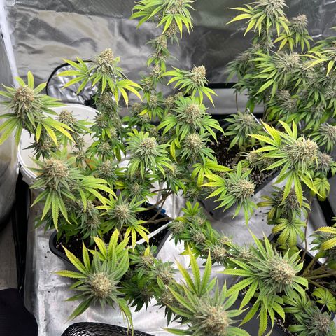 Gorilla und dynamite diesel  growlog timeline photo