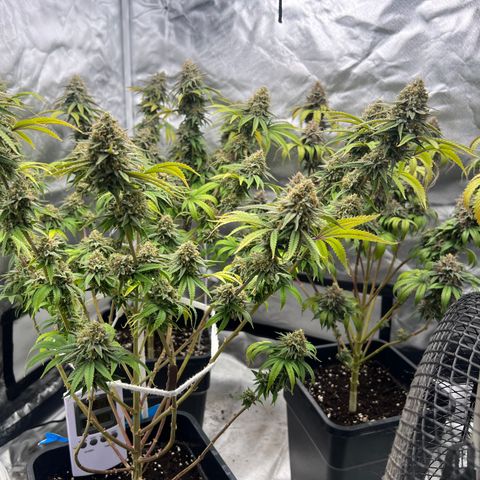 Gorilla und dynamite diesel  growlog timeline photo