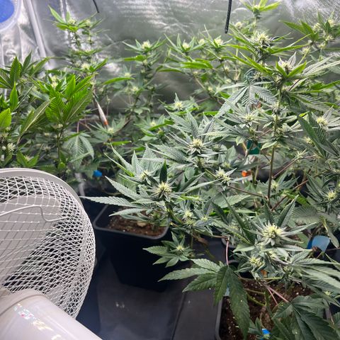 MAC  #1 growlog timeline photo