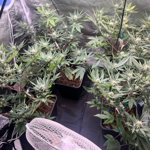 MAC  #1 growlog timeline photo