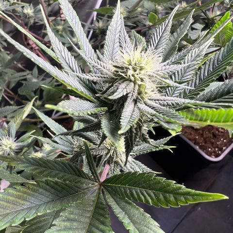MAC  #1 growlog timeline photo
