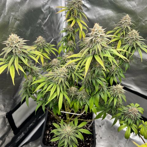 Gorilla und dynamite diesel  growlog timeline photo