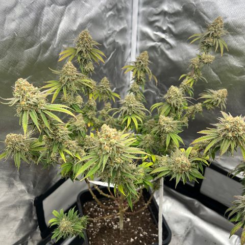 Gorilla und dynamite diesel  growlog timeline photo