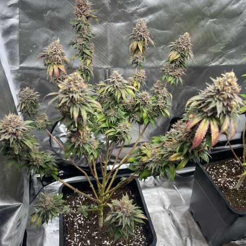 Gorilla und dynamite diesel  growlog timeline photo