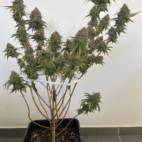 Gorilla und dynamite diesel  growlog timeline photo