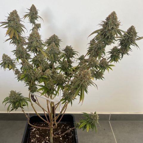 Gorilla und dynamite diesel  growlog timeline photo