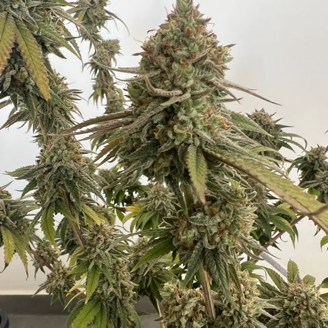 Gorilla und dynamite diesel  growlog timeline photo