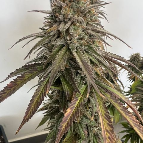 Gorilla und dynamite diesel  growlog timeline photo