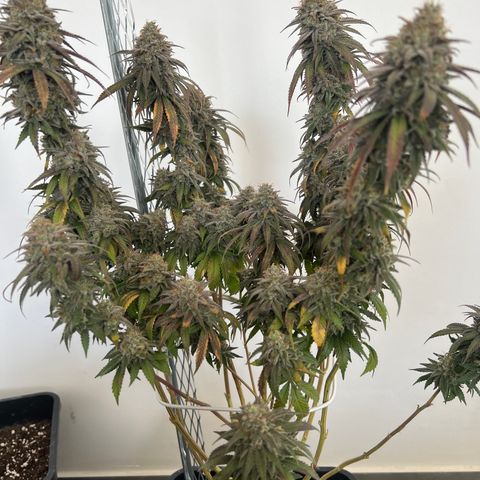 Gorilla und dynamite diesel  growlog timeline photo