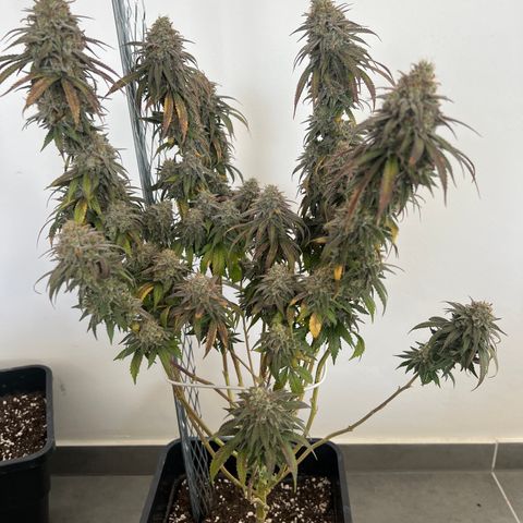 Gorilla und dynamite diesel  growlog timeline photo