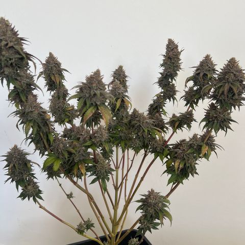 Gorilla und dynamite diesel  growlog timeline photo