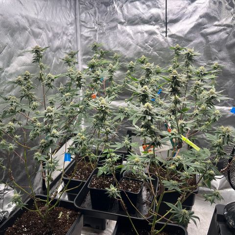 MAC  #1 growlog photo: Licht auf 300w erhöht 