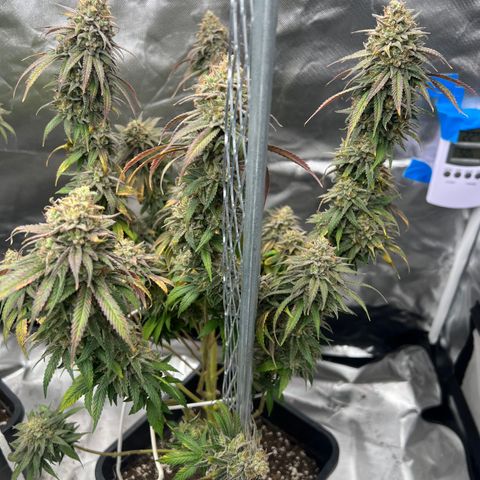 Gorilla und dynamite diesel  growlog timeline photo