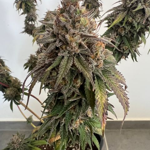 Gorilla und dynamite diesel  growlog timeline photo