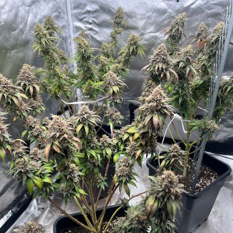 Gorilla und dynamite diesel  growlog timeline photo
