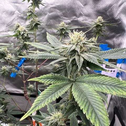 MAC  #1 growlog timeline photo