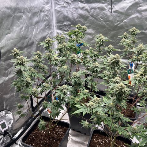 MAC  #1 growlog timeline photo