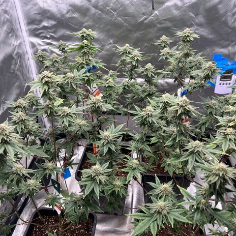 MAC  #1 growlog timeline photo
