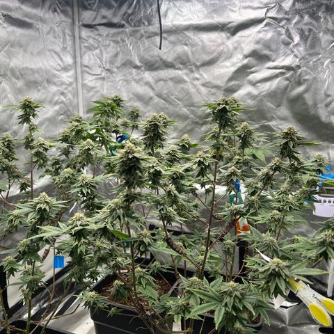 MAC  #1 growlog timeline photo
