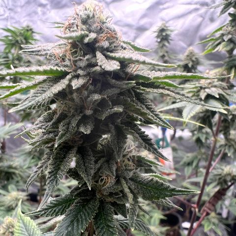 MAC  #1 growlog timeline photo