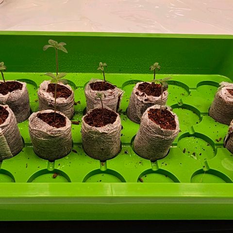 Amnesia  #2 growlog timeline photo