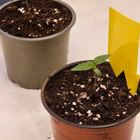 Amnesia  #2 growlog timeline photo