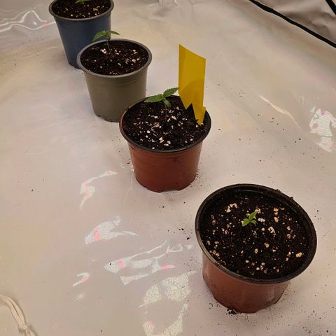 Amnesia  #2 growlog timeline photo