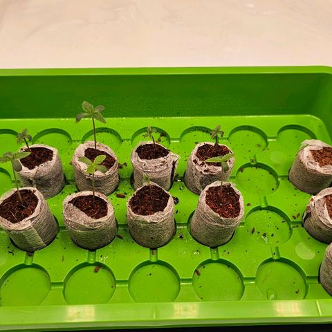 Amnesia  #2 growlog timeline photo