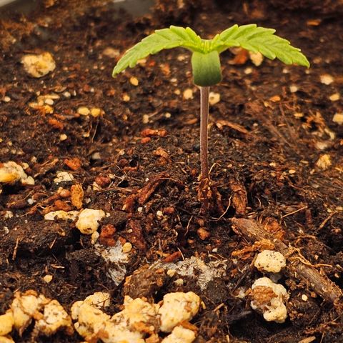 Amnesia  #2 growlog timeline photo