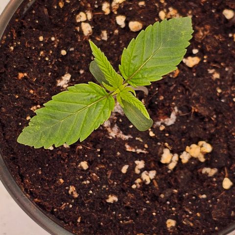 Amnesia  #2 growlog timeline photo