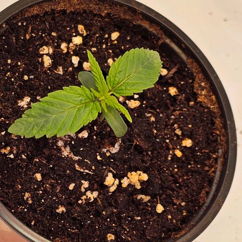 Amnesia  #2 growlog timeline photo