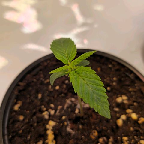 Amnesia  #2 growlog timeline photo