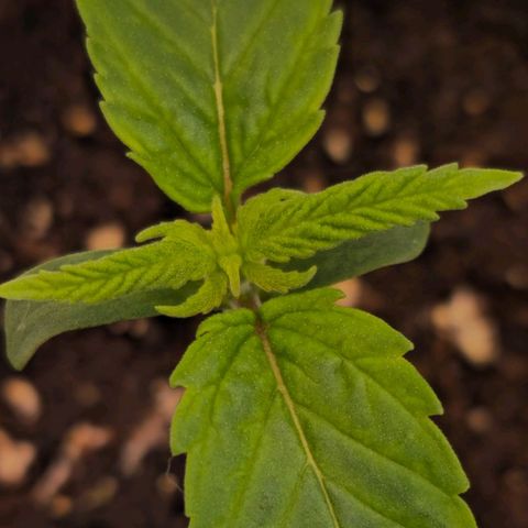 Amnesia  #2 growlog timeline photo