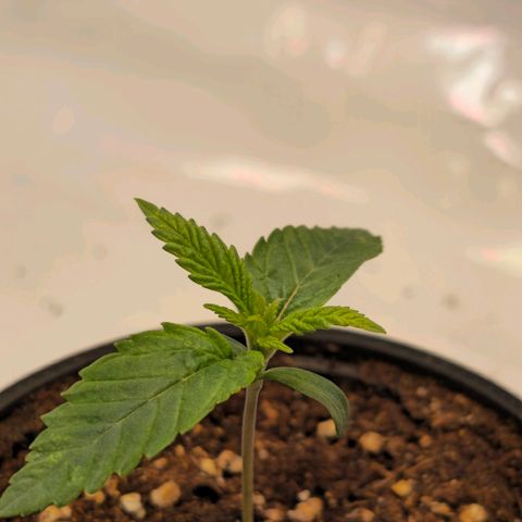 Amnesia  #2 growlog timeline photo