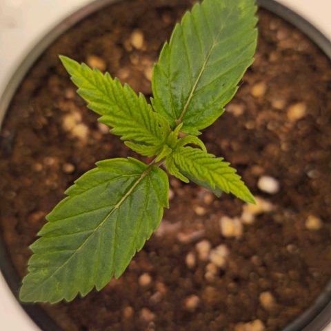 Amnesia  #2 growlog timeline photo
