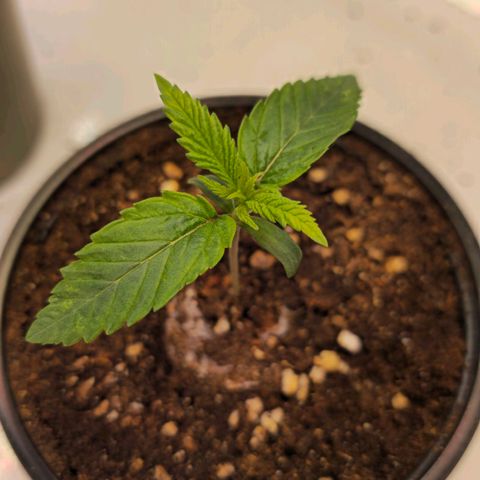 Amnesia  #2 growlog timeline photo