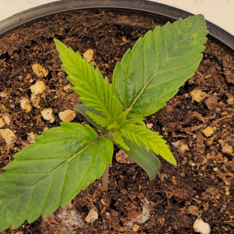 Amnesia  #2 growlog timeline photo