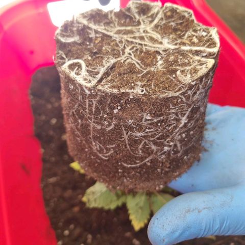 Amnesia  #2 growlog timeline photo